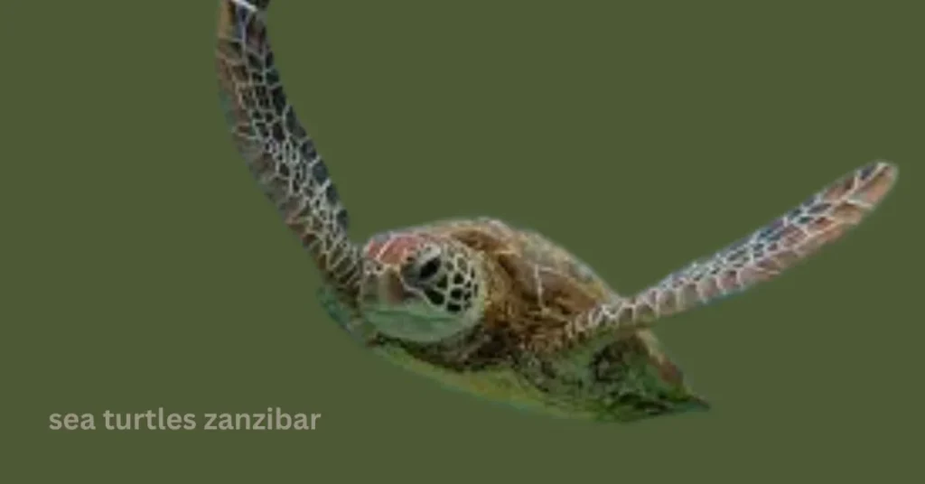 sea turtles of zanzibar